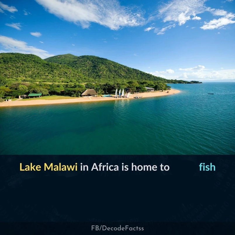 Lake Malawi in Africa is home to fish