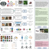 Human-like object concept representations emerge naturally in multimodal large language models - Nature Machine Intelligence