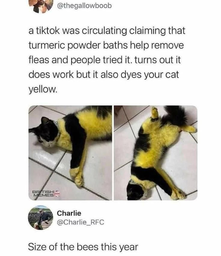 Post:&quot;a tiktok was circulating claiming that turmeric powder baths help remove fleas and people tried it. turns out it does work but it also dyes your cat yellow.&quot; Attached are pictures of a yellow/black cat. Reply:&quot;Size of the bees this year&quot;