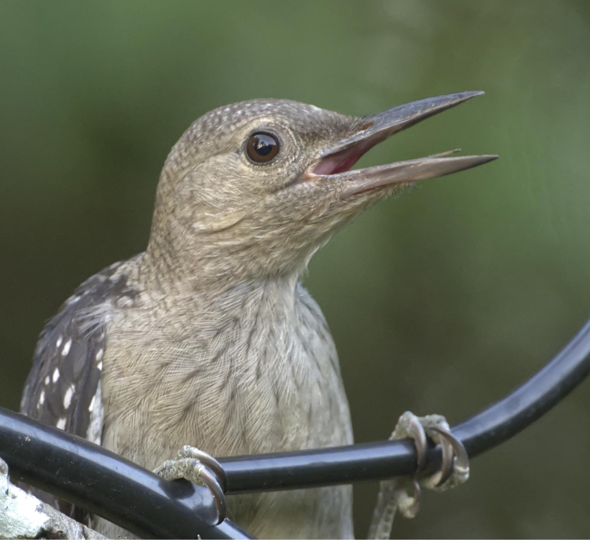 A gray bird with an open beak is perched in a sort of "chin up" posture wthat makes it look like birb is griping about something while just casually doing a few chin ups. THis is my fledgling Red-bellied Woodpecker that has been hanging around the yard. Photo by Peachfront. July 8, 2025.