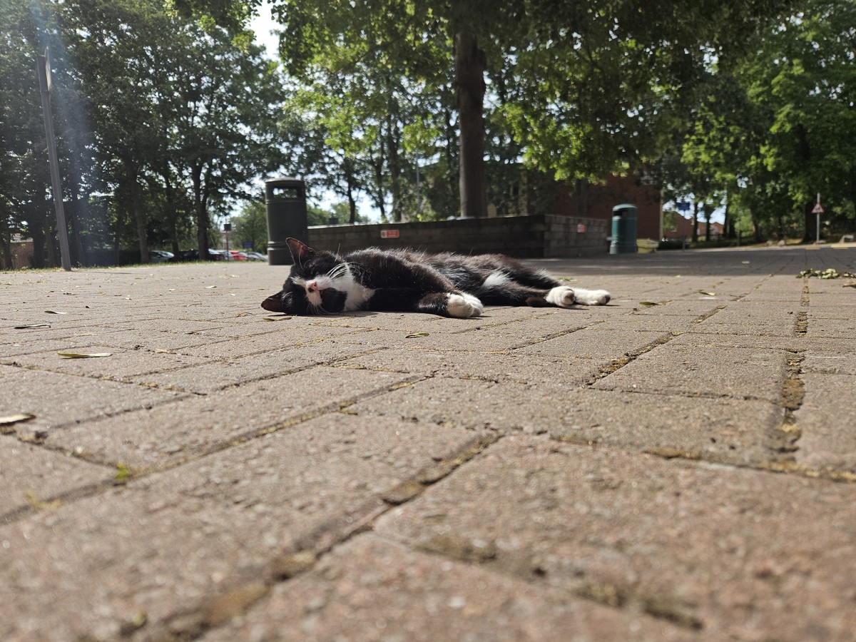 Cat who hangs around outside work