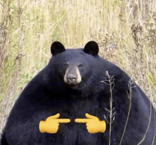 Picture of a bear with the funger pointing emoji’s 👉👈 edited like the bear is making the gesture