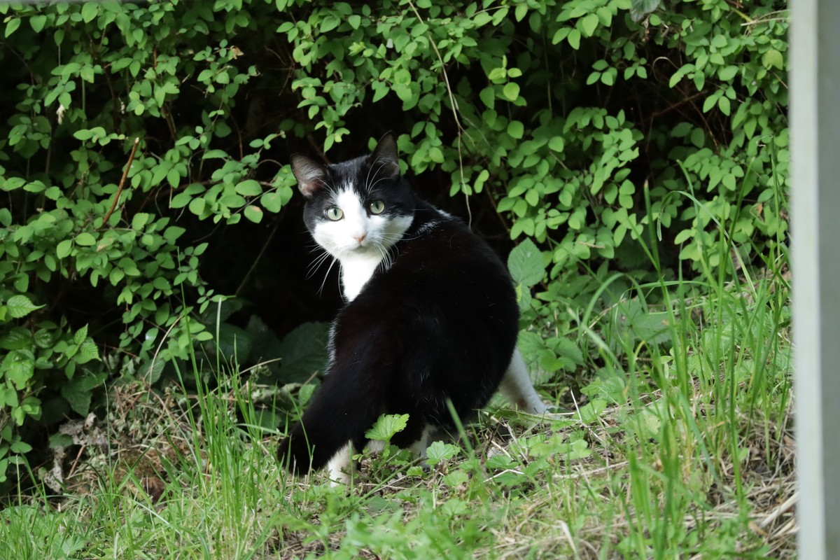 random cat from the neighbourhood is pretty and knows it