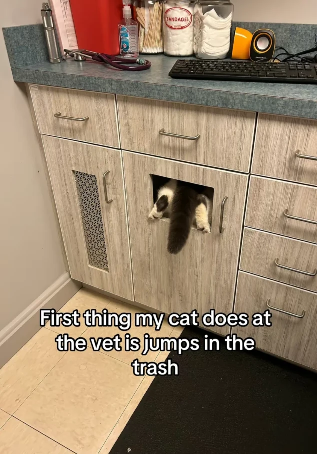 "First thing my cat does at the vet is jump in the trash" Picture of a cat in a trash bin inside a cupboard with only the tail and hind paws sticking out